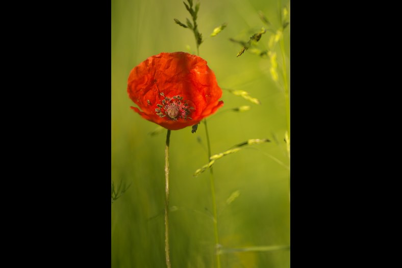poppy in early morning sunlight